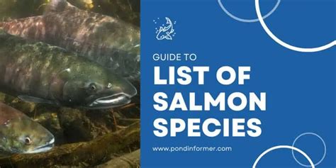 List of Salmon Species [ID + Pictures] .